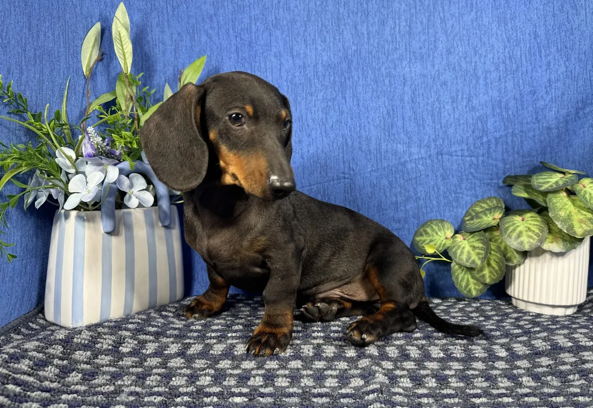 Dachshund miniatura