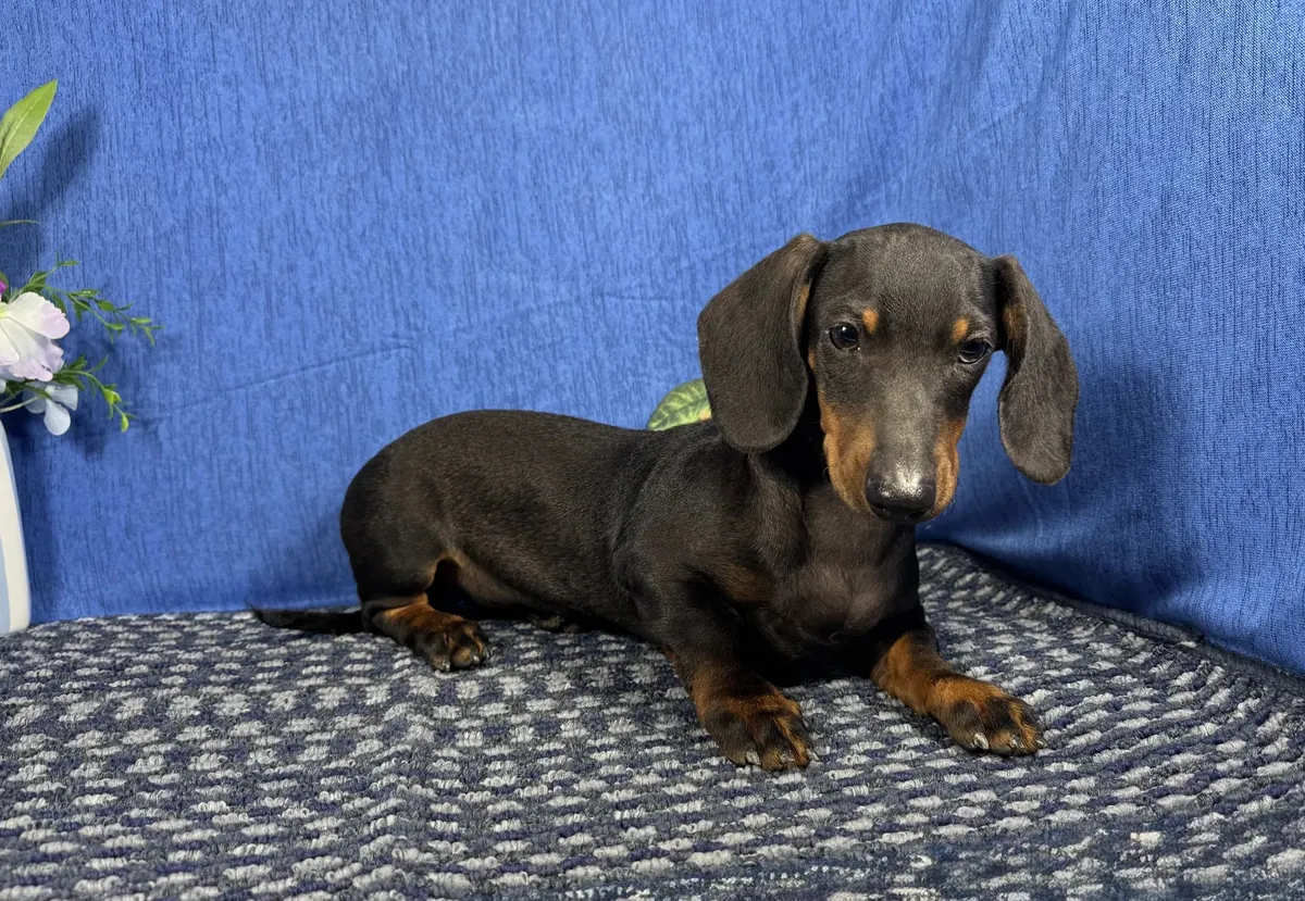 Dachshund miniatura