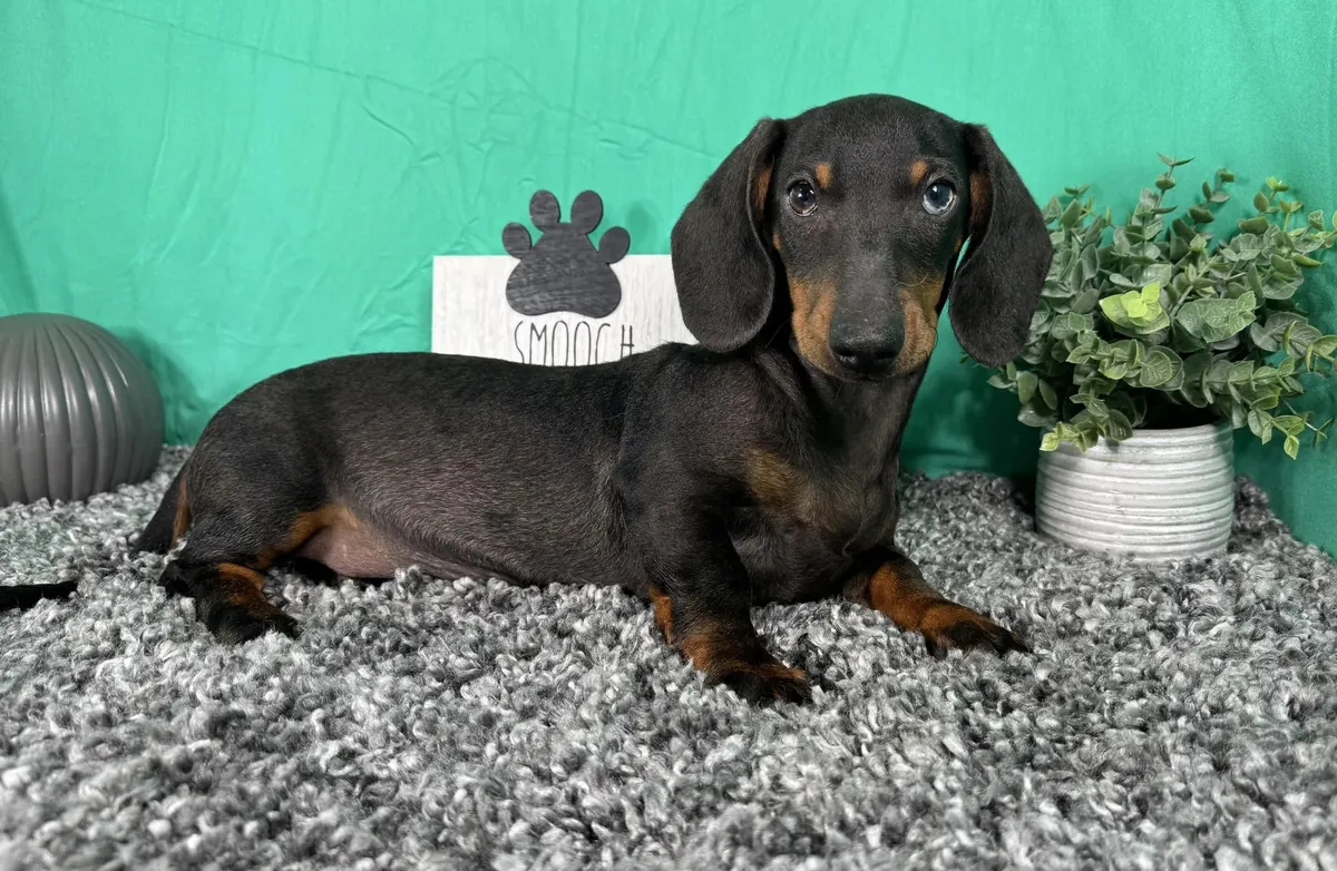 Dachshund miniatura
