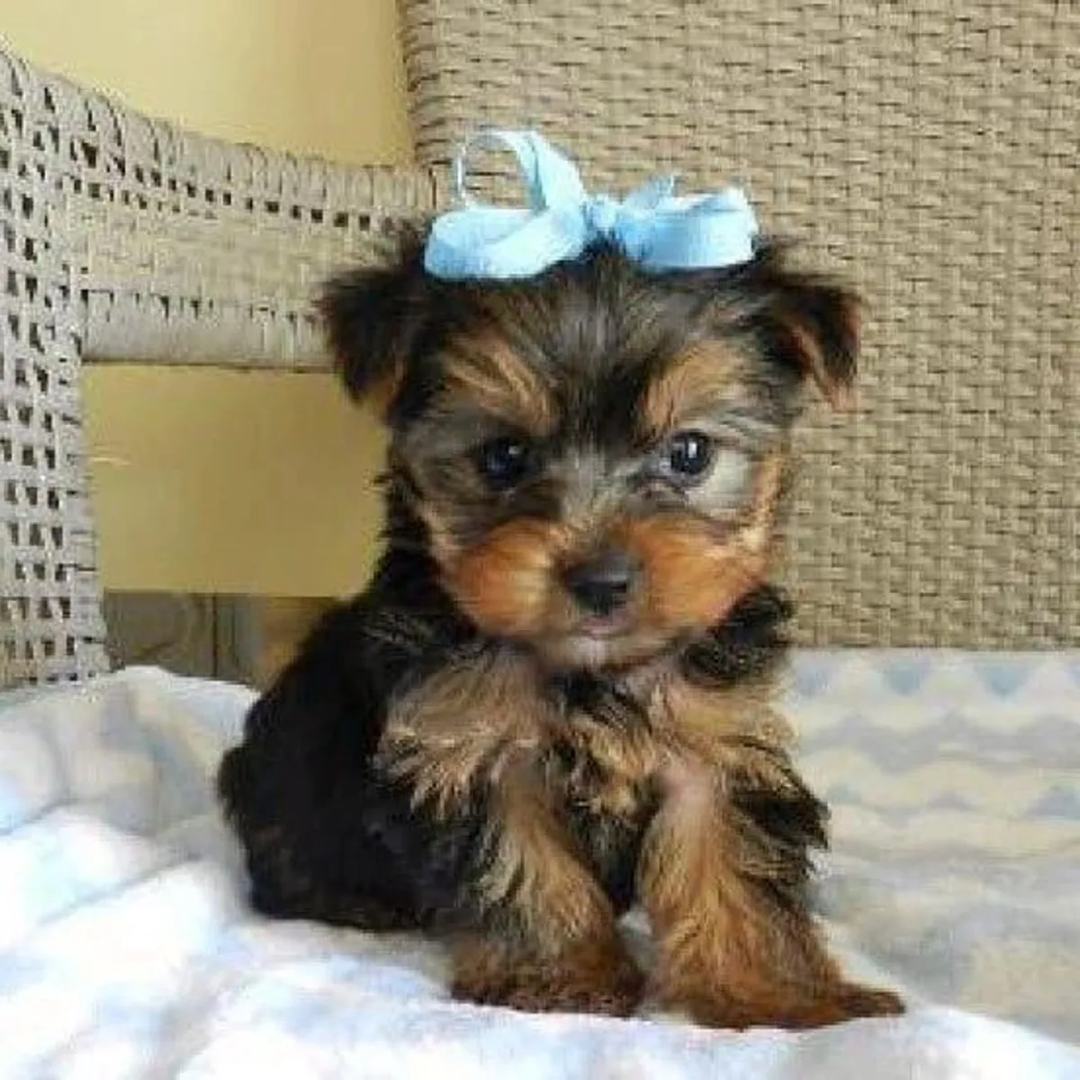 约克夏玩具犬幼犬