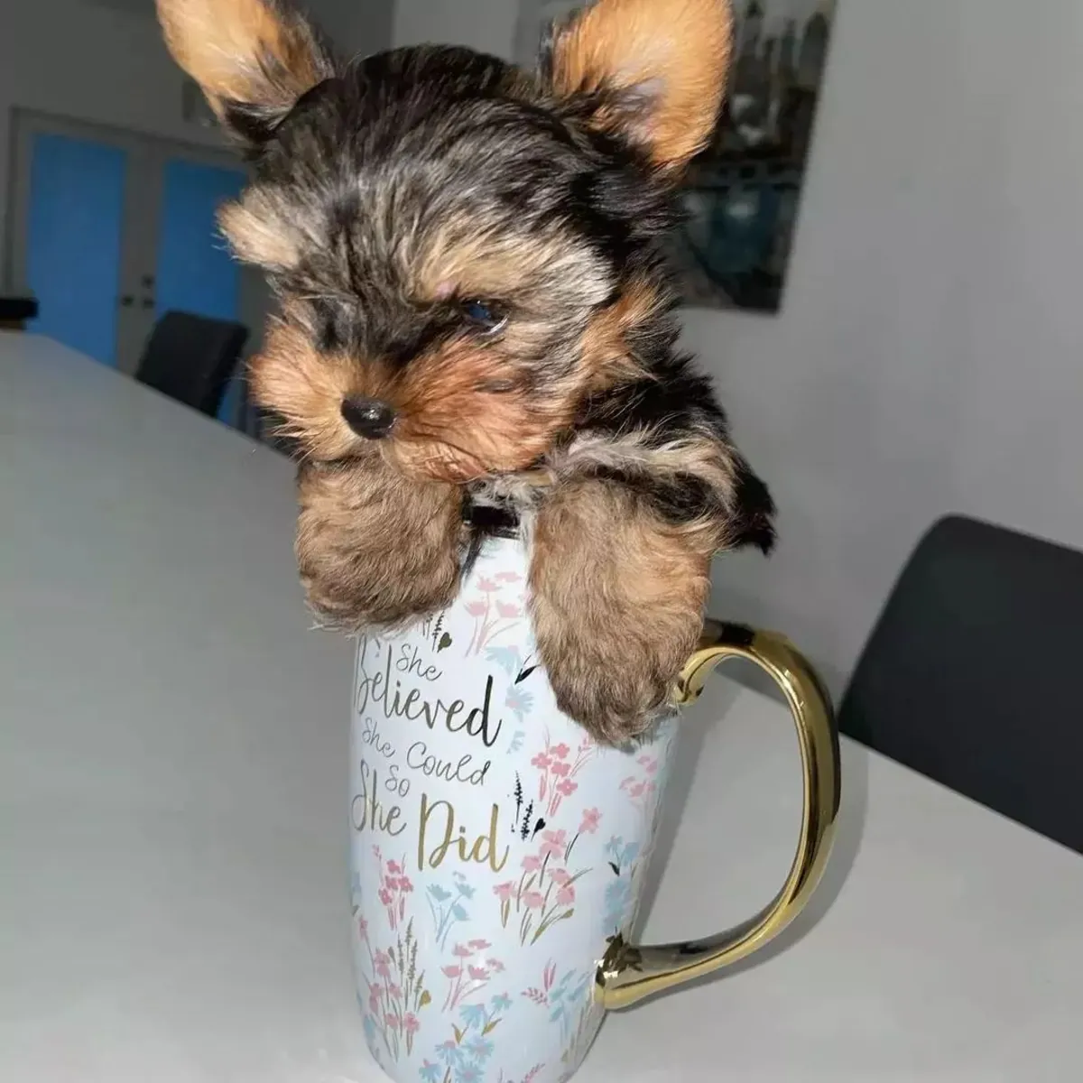约克夏玩具犬幼犬