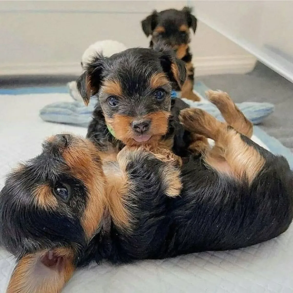 一只令人惊叹的约克夏犬小狗！