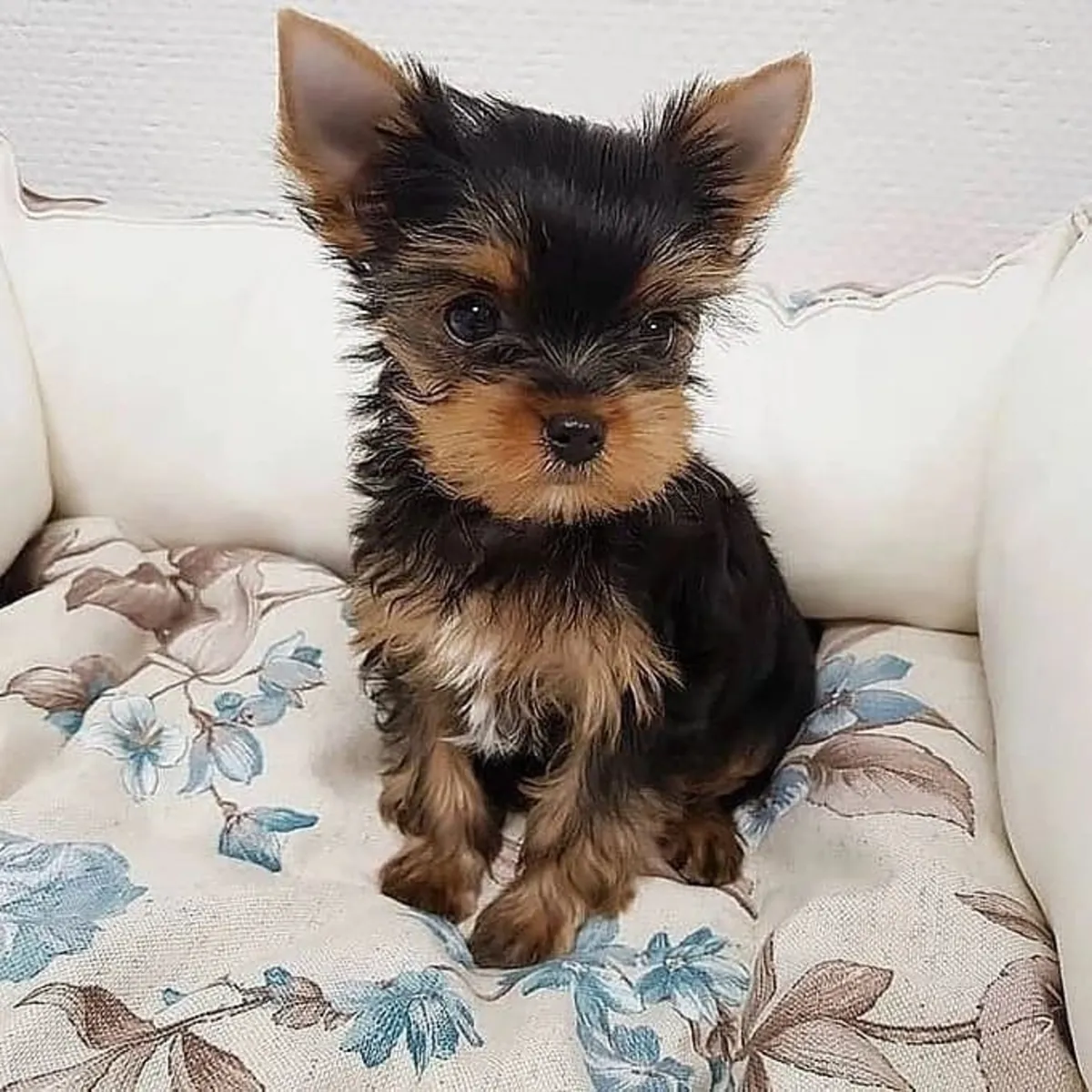 约克夏犬幼犬