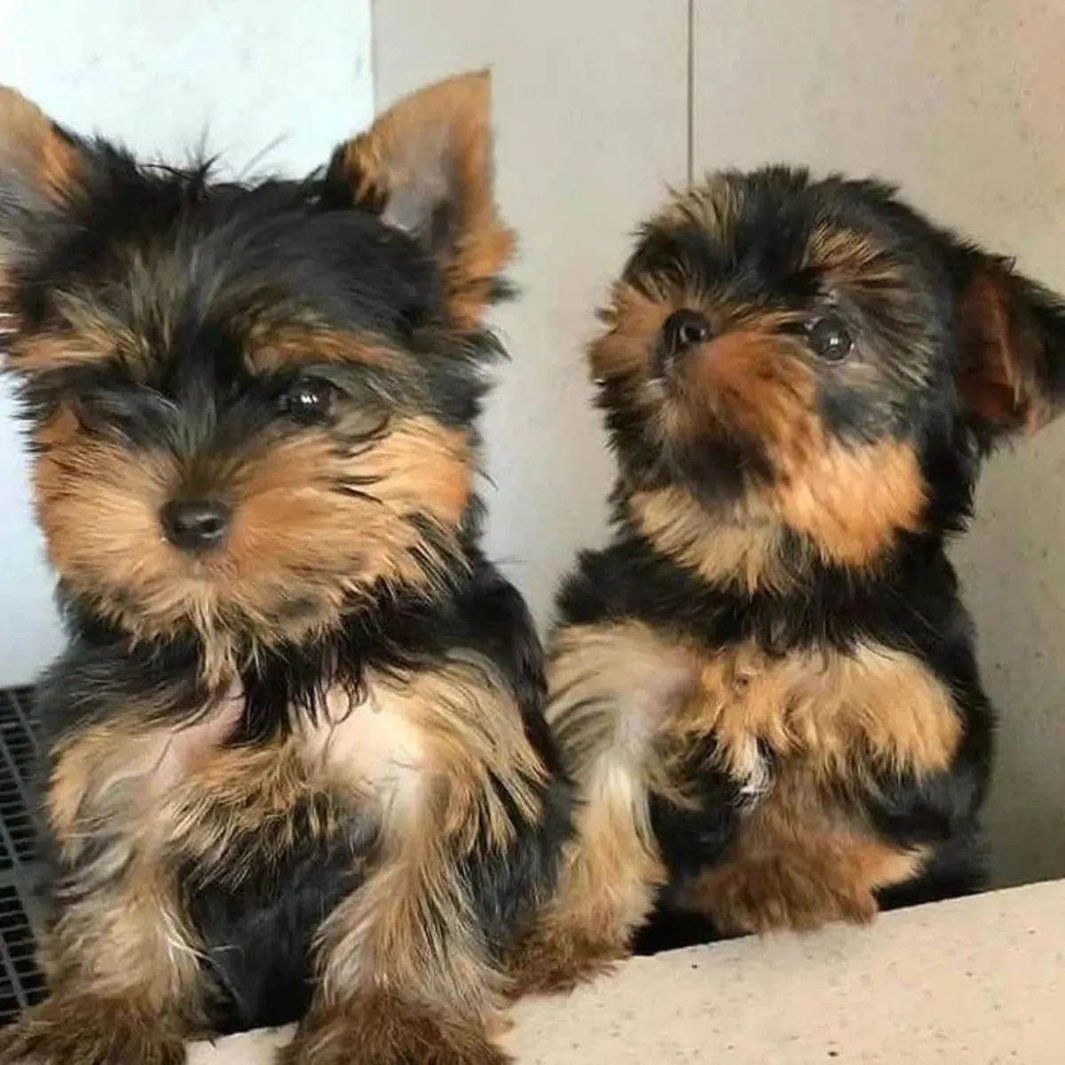 约克夏犬幼犬