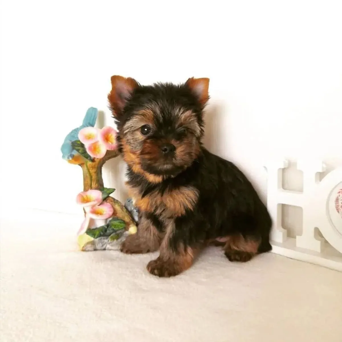 母约克夏犬