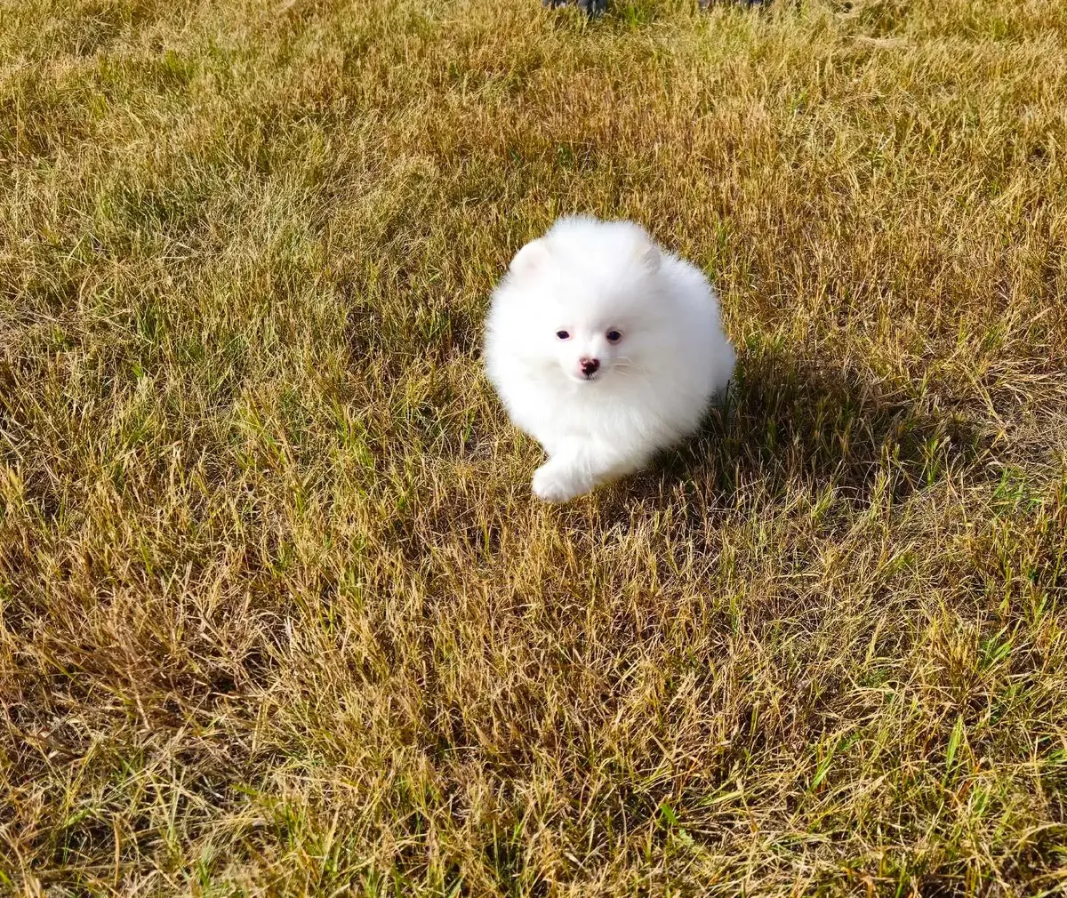 Büyüleyici Pomeranya yavruları (Cüce Spitz)