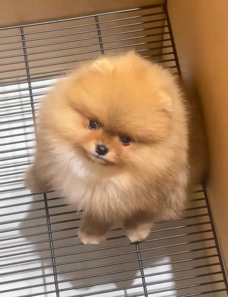 纯种博美犬幼犬
