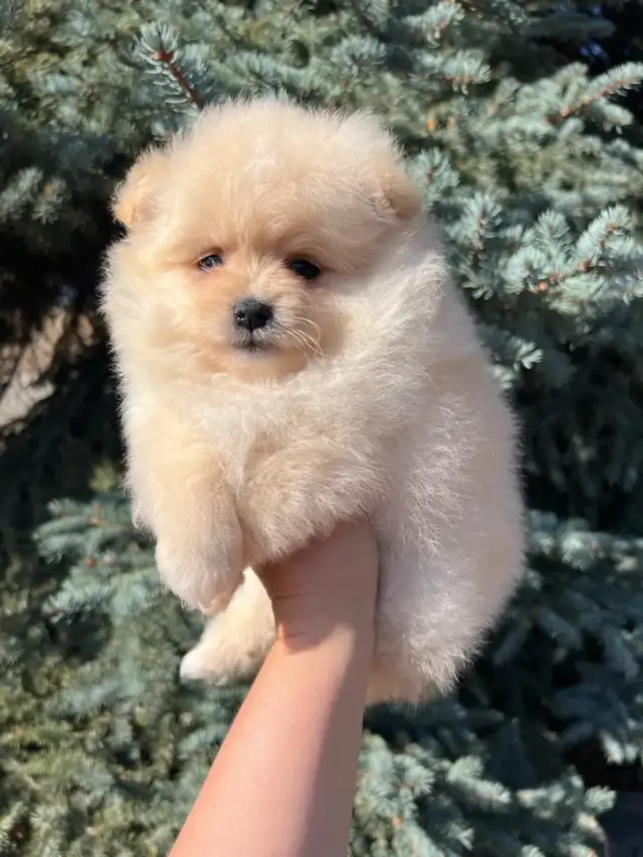 Pomeranian yavruları (toy tipi) sunulmaktadır.