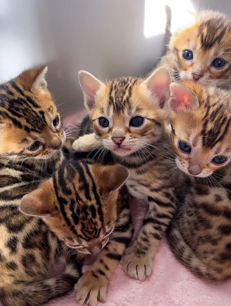ÜCRETSİZ Bengal Kedi Yavruları