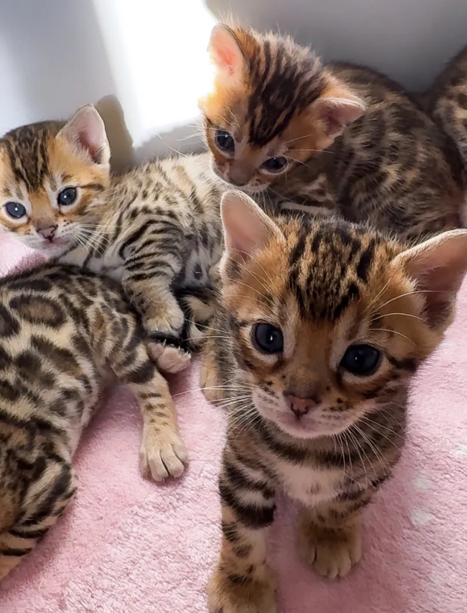 ÜCRETSİZ Bengal Kedi Yavruları