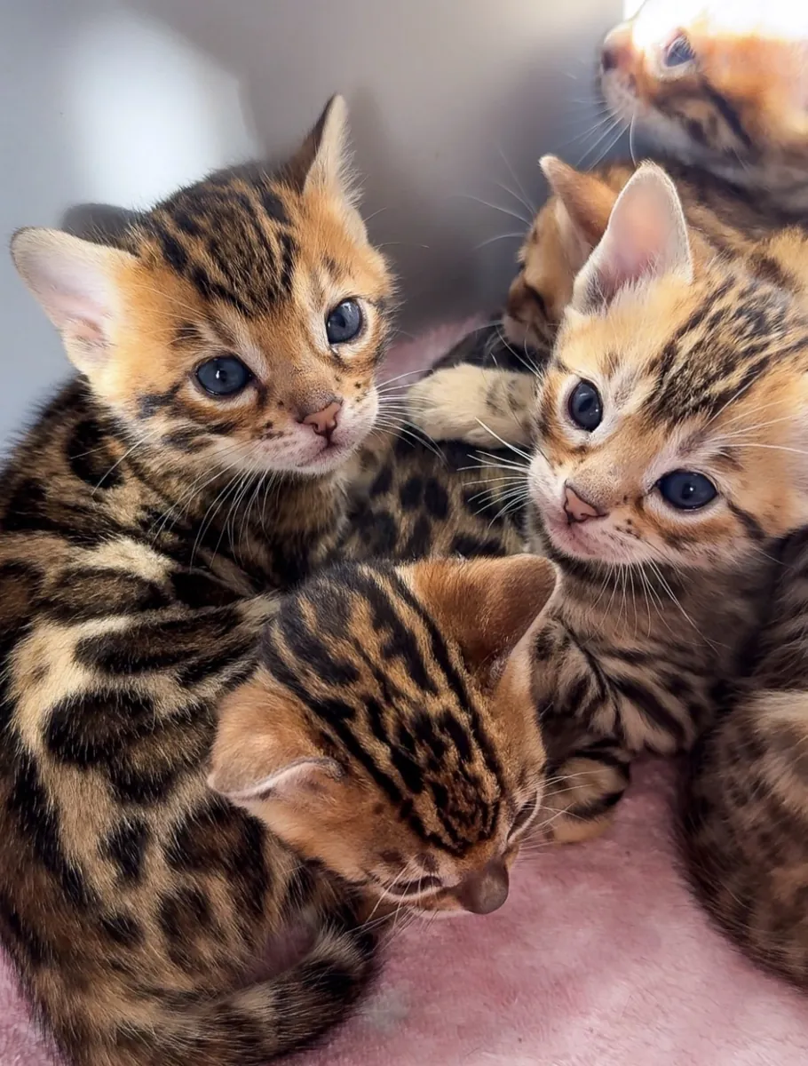 ÜCRETSİZ Bengal Kedi Yavruları