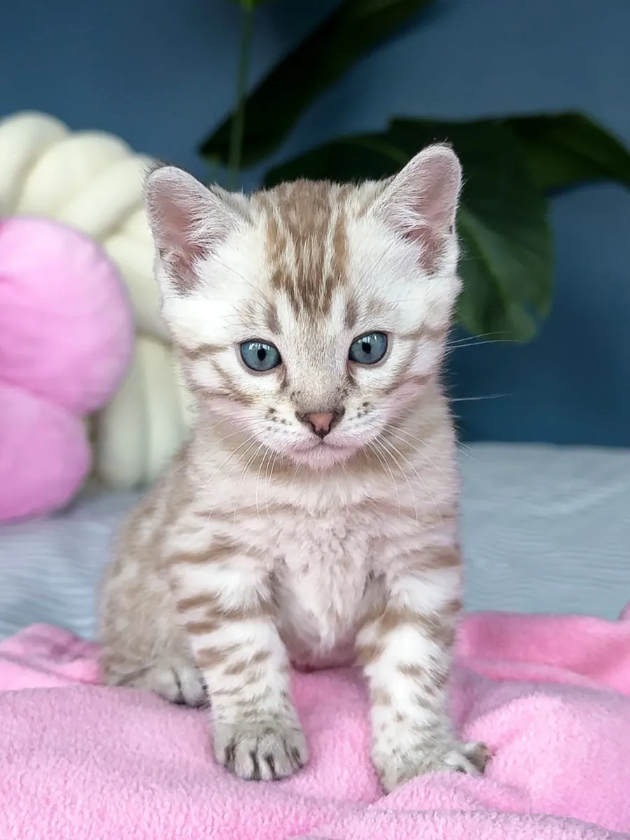 Şirin bengal kedileri