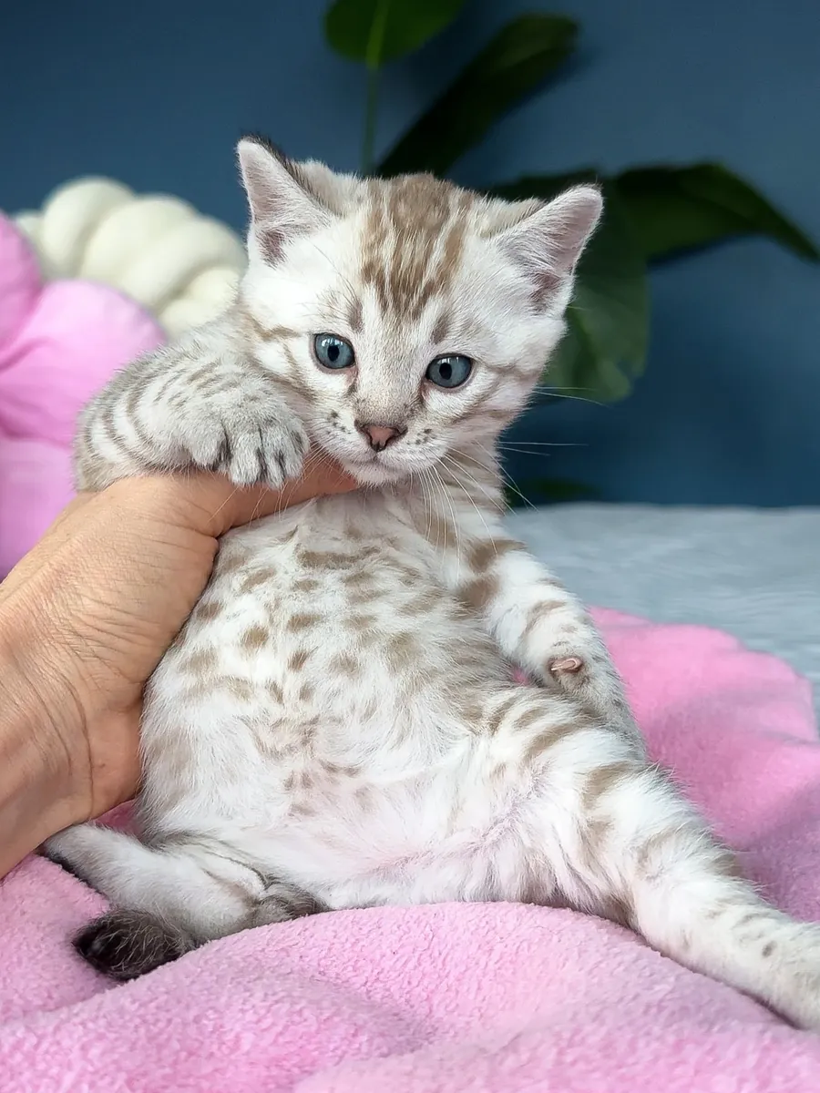 Şirin bengal kedileri