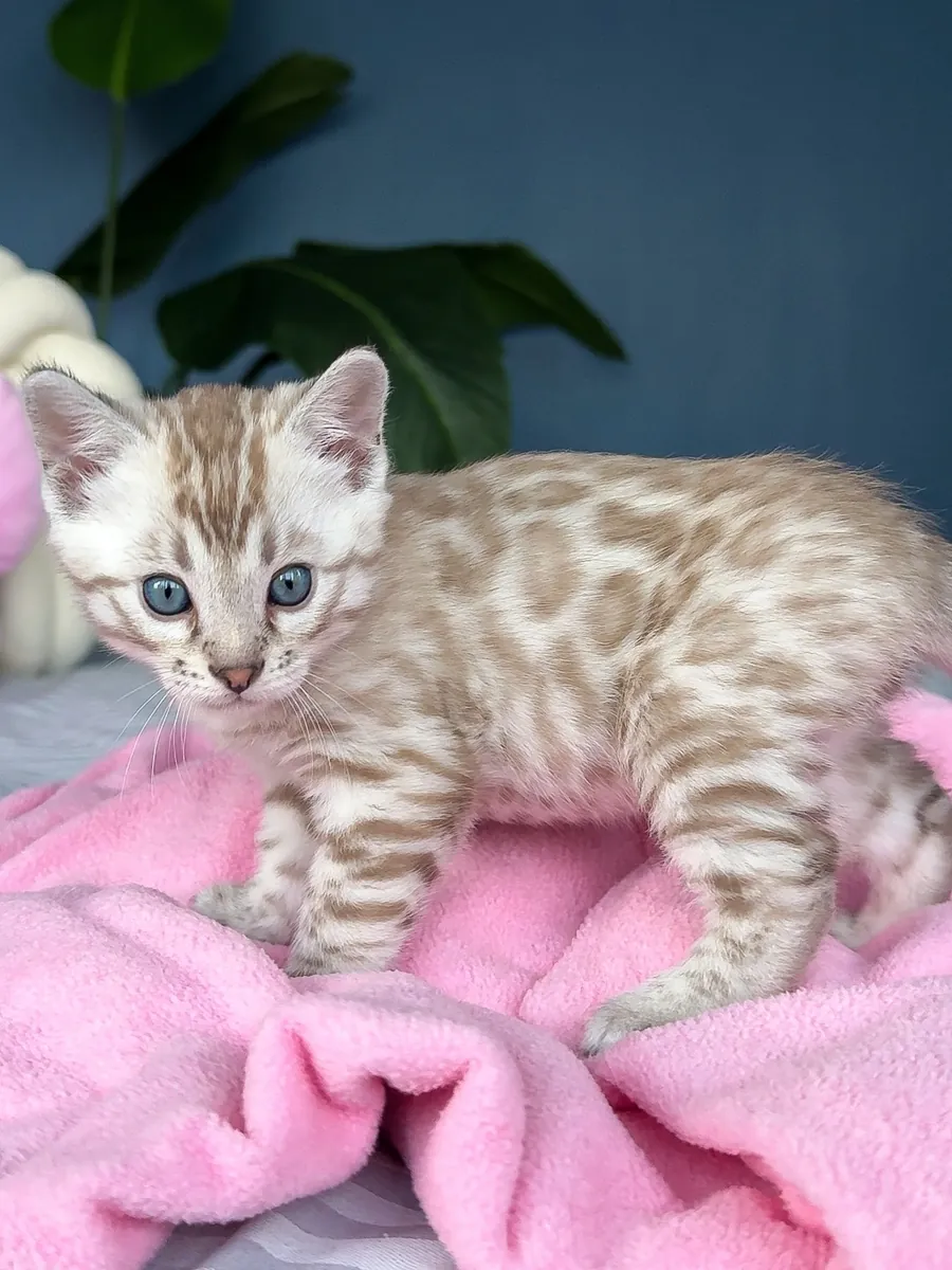 Şirin bengal kedileri