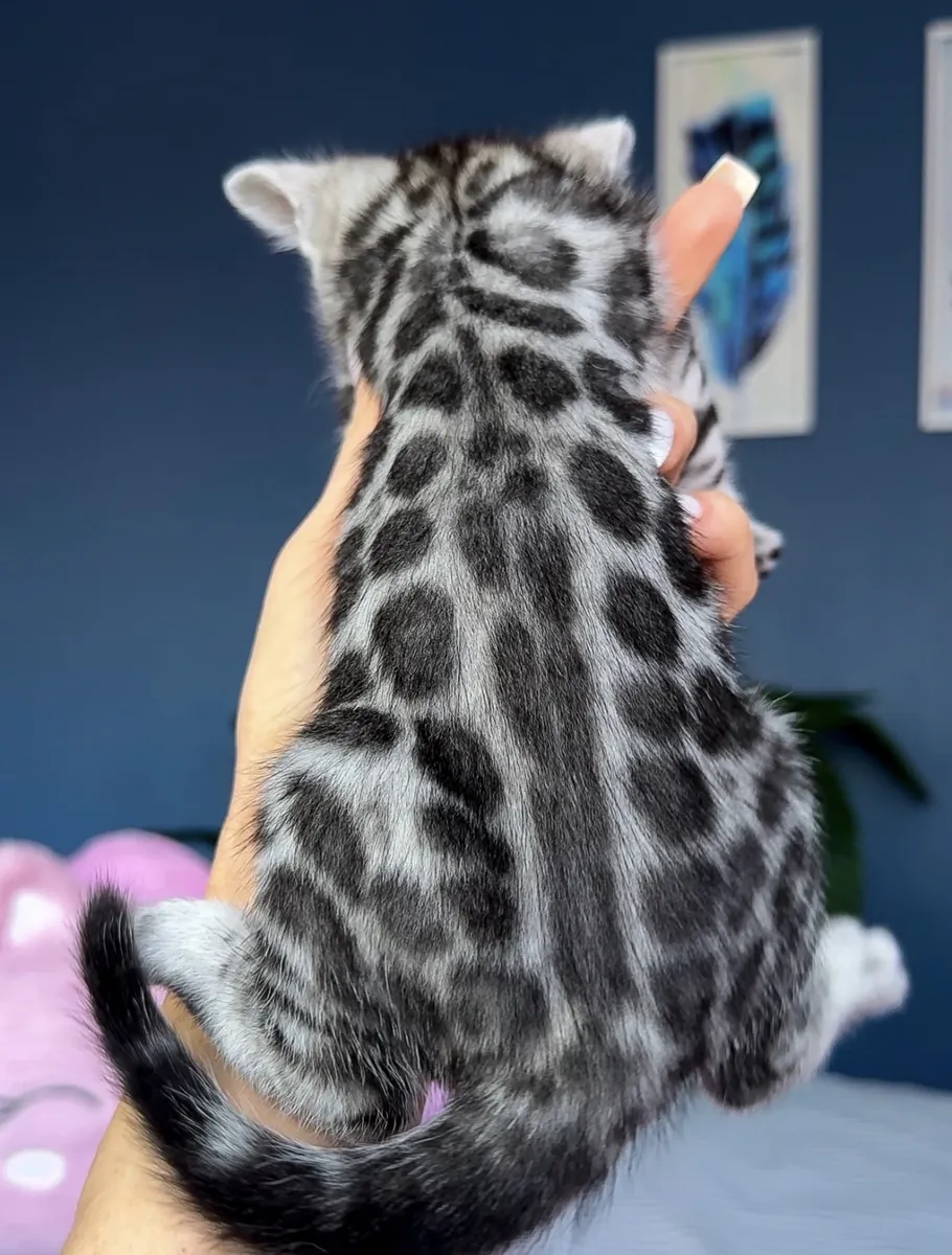 Güzel Bengal kedileri