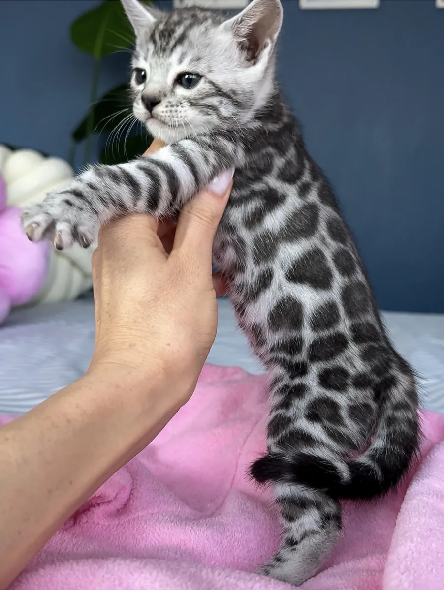 Güzel Bengal kedileri