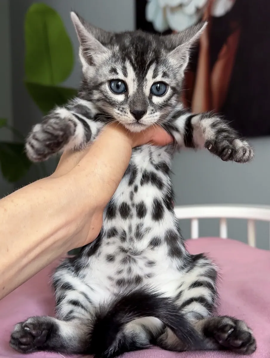 Güzel Bengal kedileri