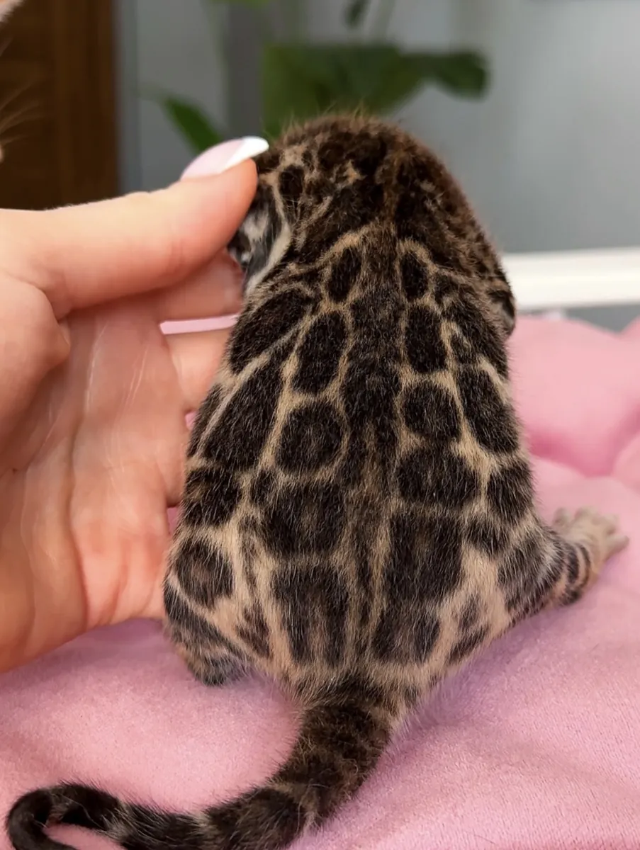 Güzel Bengal kedileri