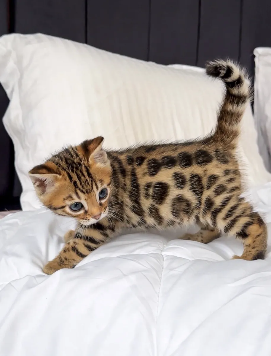 Güzel Bengal kedileri