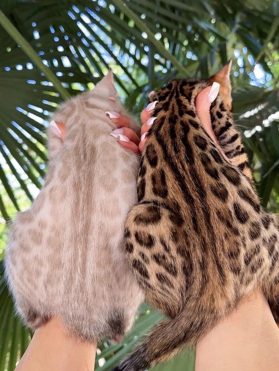Güzel Bengal kedileri