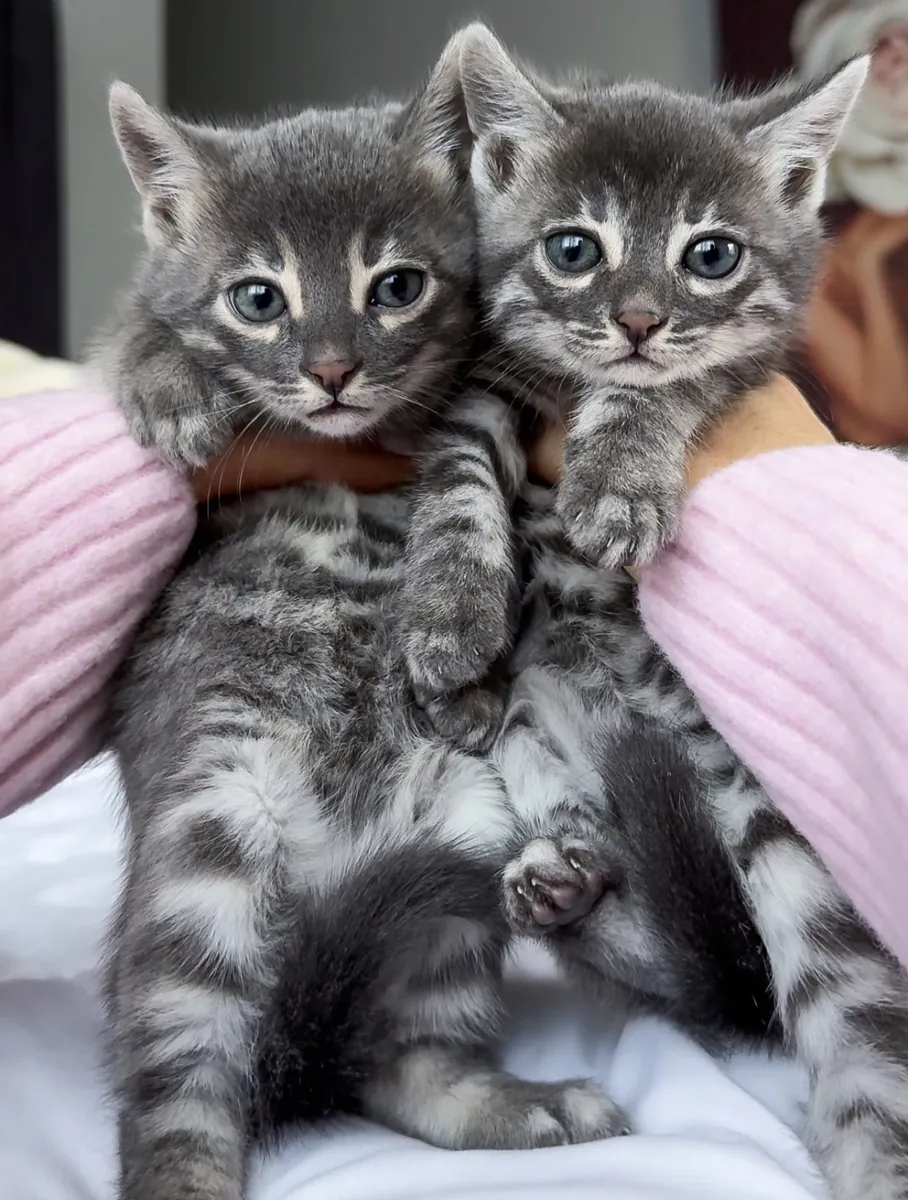 Sevimli Bengal kedileri