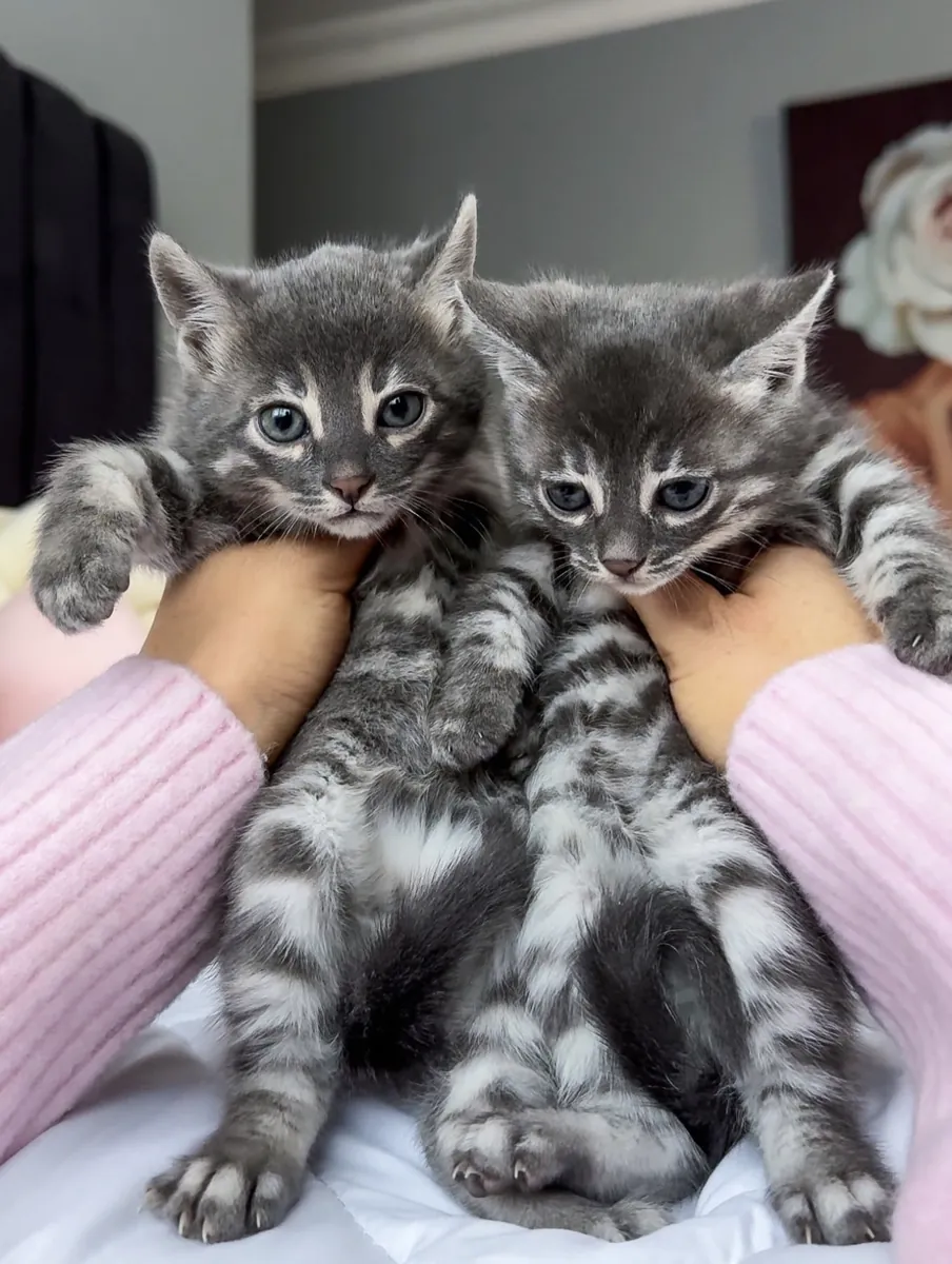 Sevimli Bengal kedileri