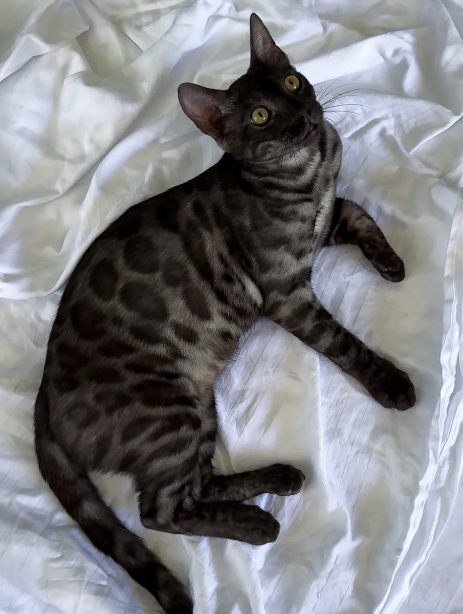 烟雾孟加拉猫