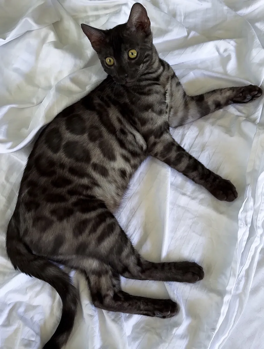 烟雾孟加拉猫