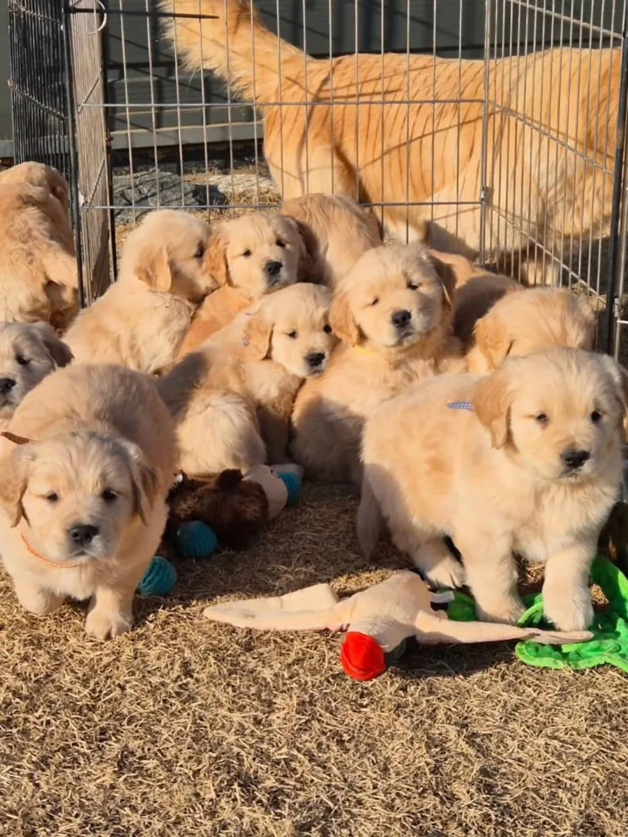 Machos e Fêmeas Golden Retriever. WhatsApp: 965 627 834