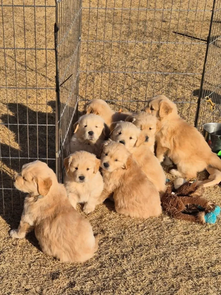 Machos e Fêmeas Golden Retriever. WhatsApp: 965 627 834