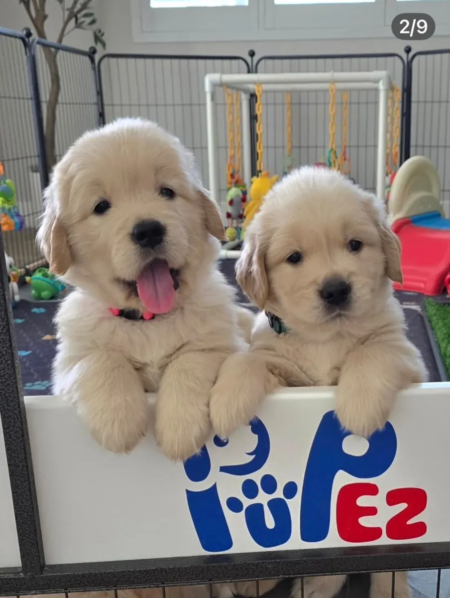 Golden Retriever Bebés | WhatsApp 965 627 834