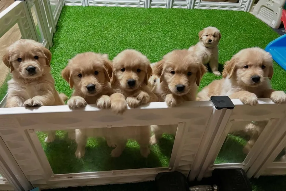 Golden Retriever Bebé — Pequena Estrela Dourada | WhatsApp 965 627 834