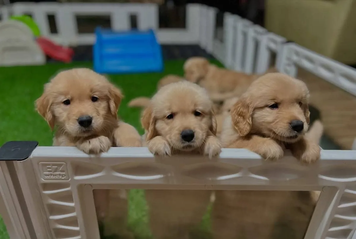 Golden Retriever Bebé — Pequena Estrela Dourada | WhatsApp 965 627 834