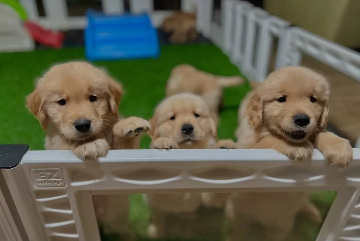 Golden Retriever Bebé — Pequena Estrela Dourada | WhatsApp 965 627 834