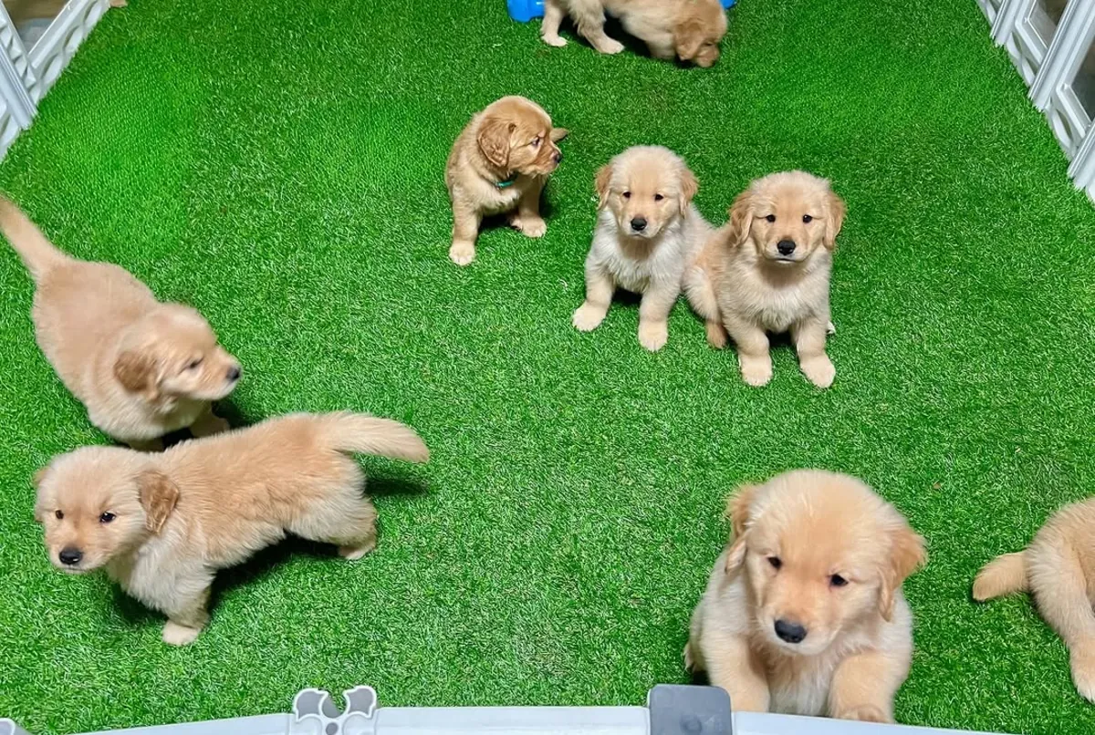 Golden Retriever Bebé — Pequena Estrela Dourada | WhatsApp 965 627 834