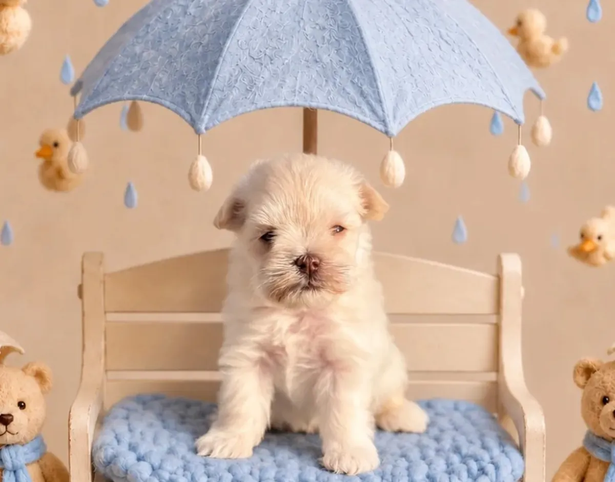 Schnauzer miniatura en adopción