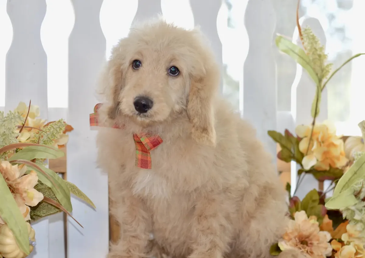 Miniature Goldendoodle available 