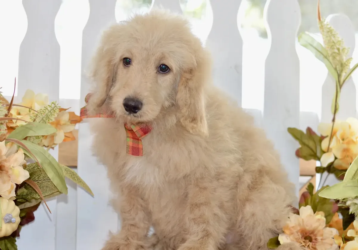 Miniature Goldendoodle available 