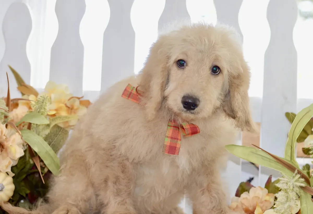 Miniature Goldendoodle available 