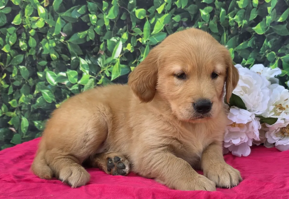 可爱的金毛猎犬幼犬待领养