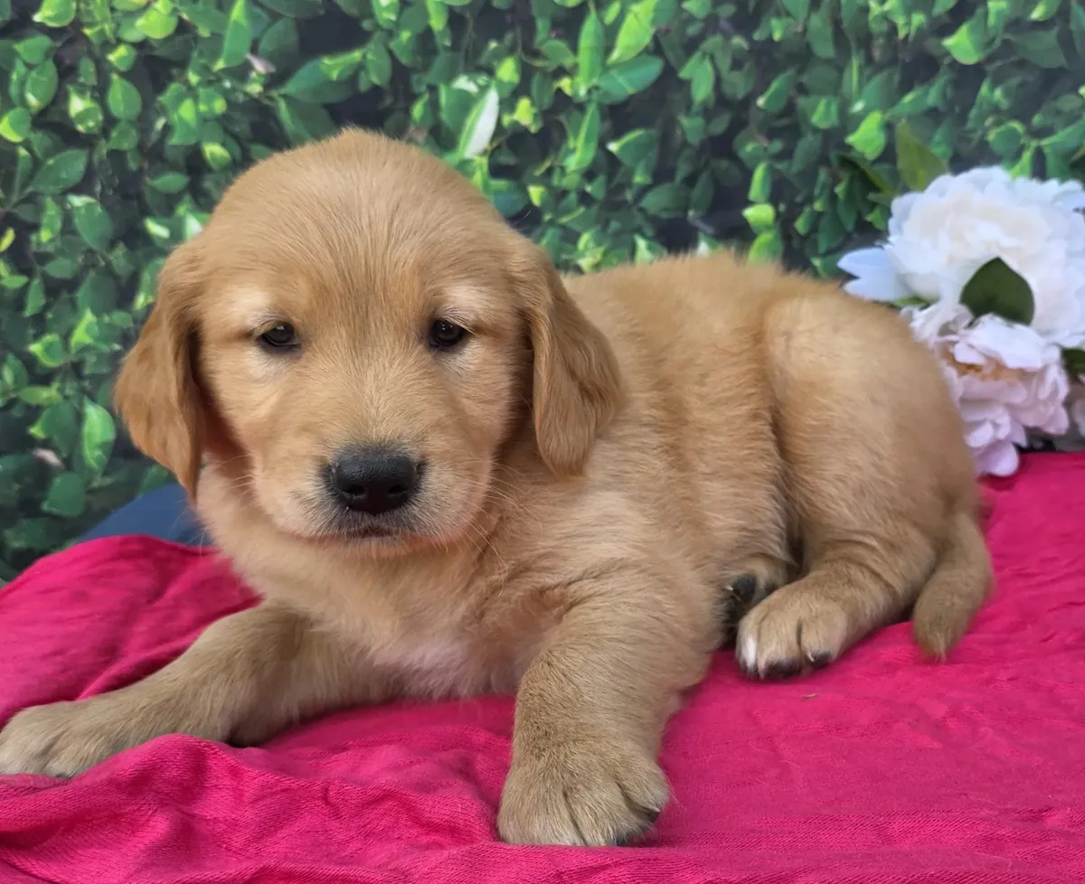可爱的金毛猎犬幼犬待领养