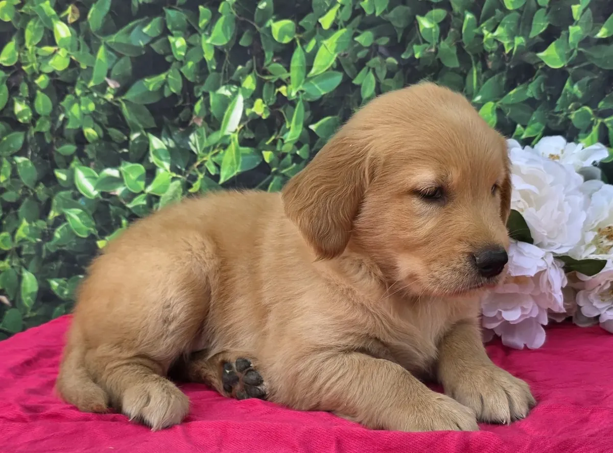 可爱的金毛猎犬幼犬待领养