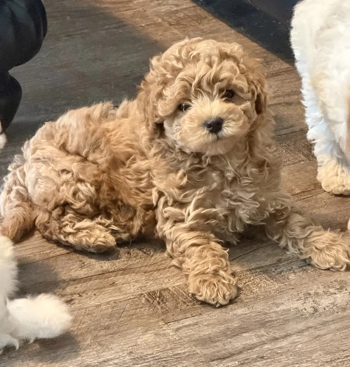Cachorros Poochon