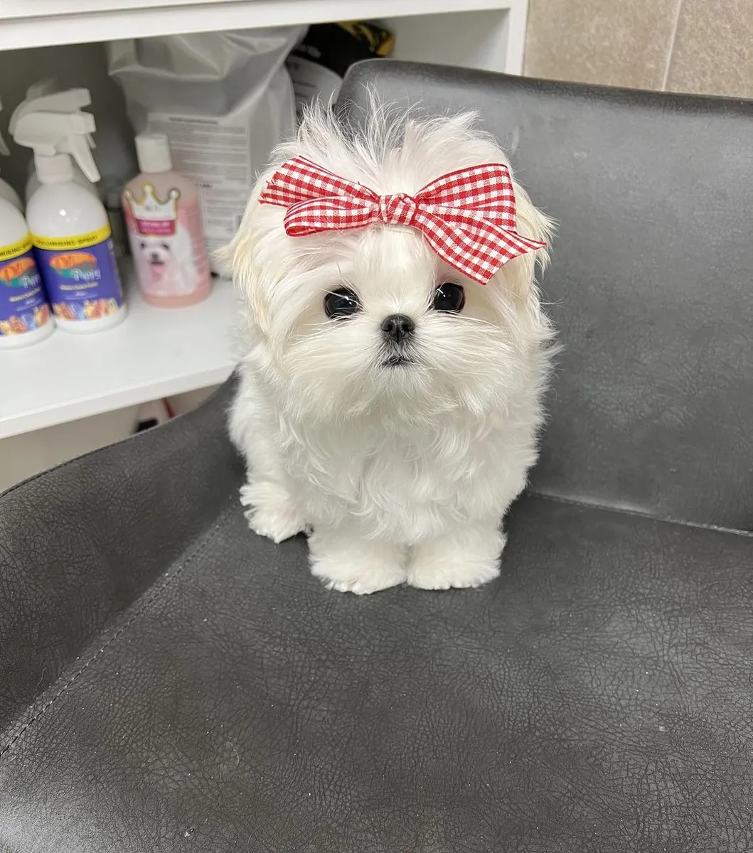 七只马尔济斯犬幼犬（*茶杯*尺寸）寻找新家庭
