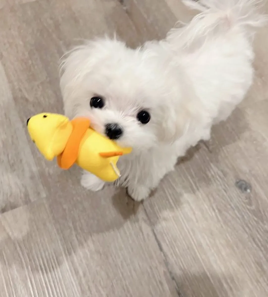 超级可爱的“茶杯”马尔济斯幼犬