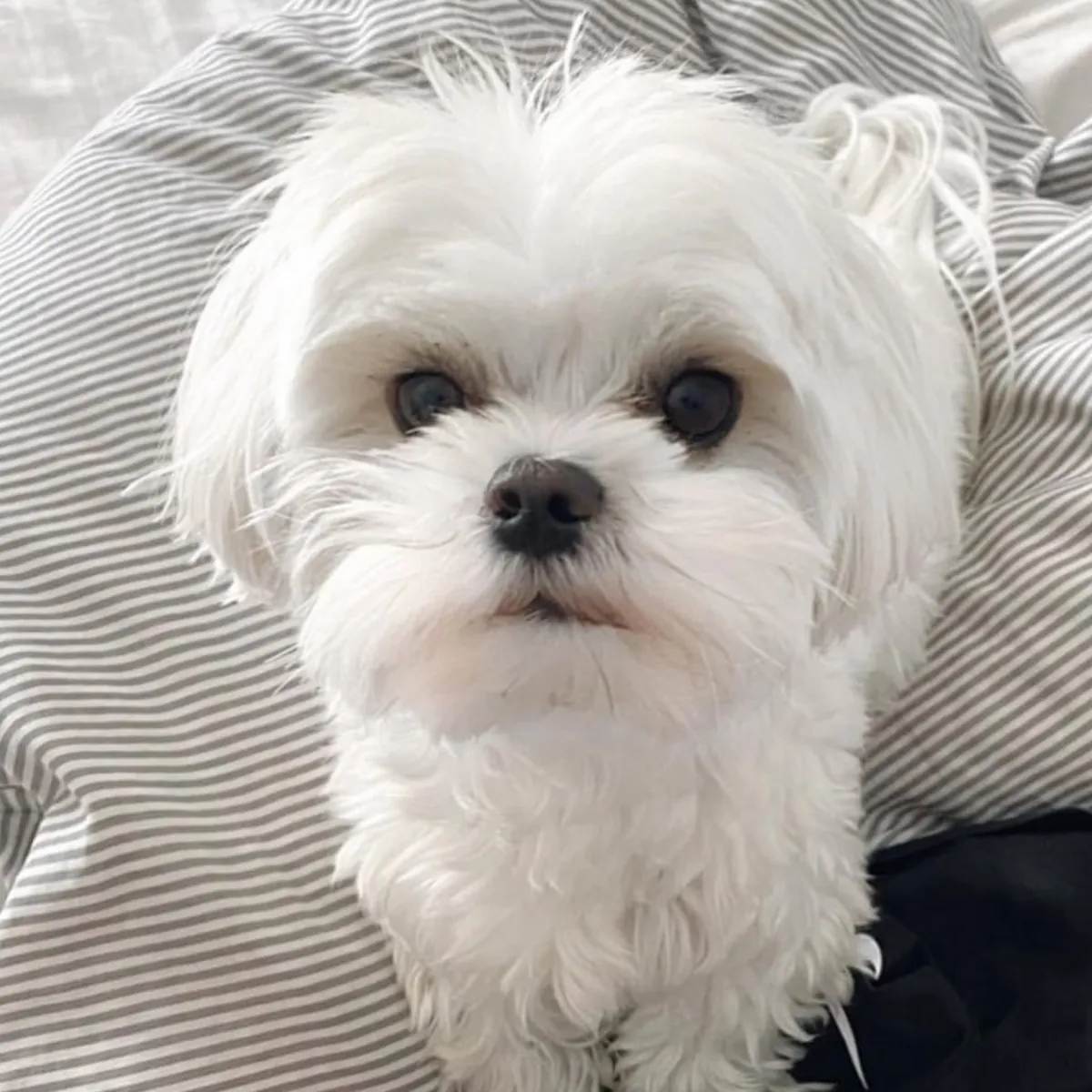 Disponibles preciosos cachorros de Bichón Maltés sanos