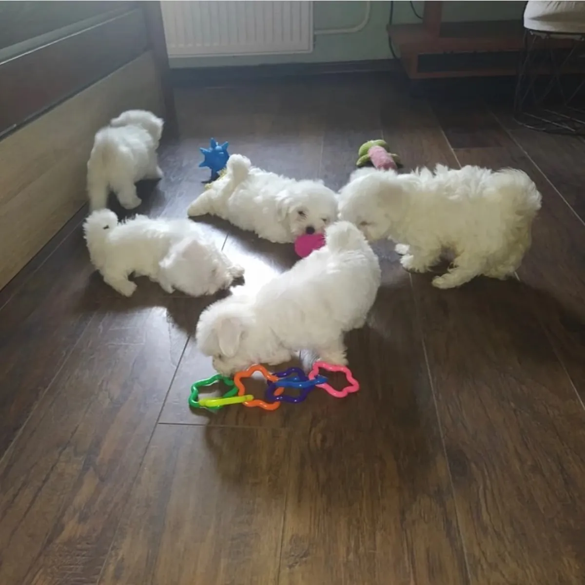 Disponibles preciosos cachorros de Bichón Maltés sanos