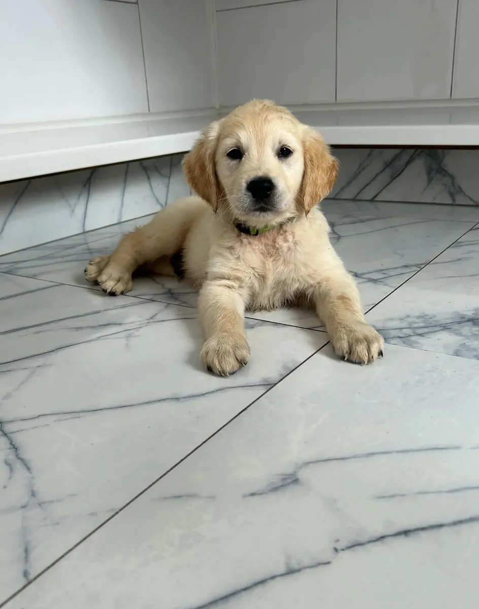 Golden Retriever