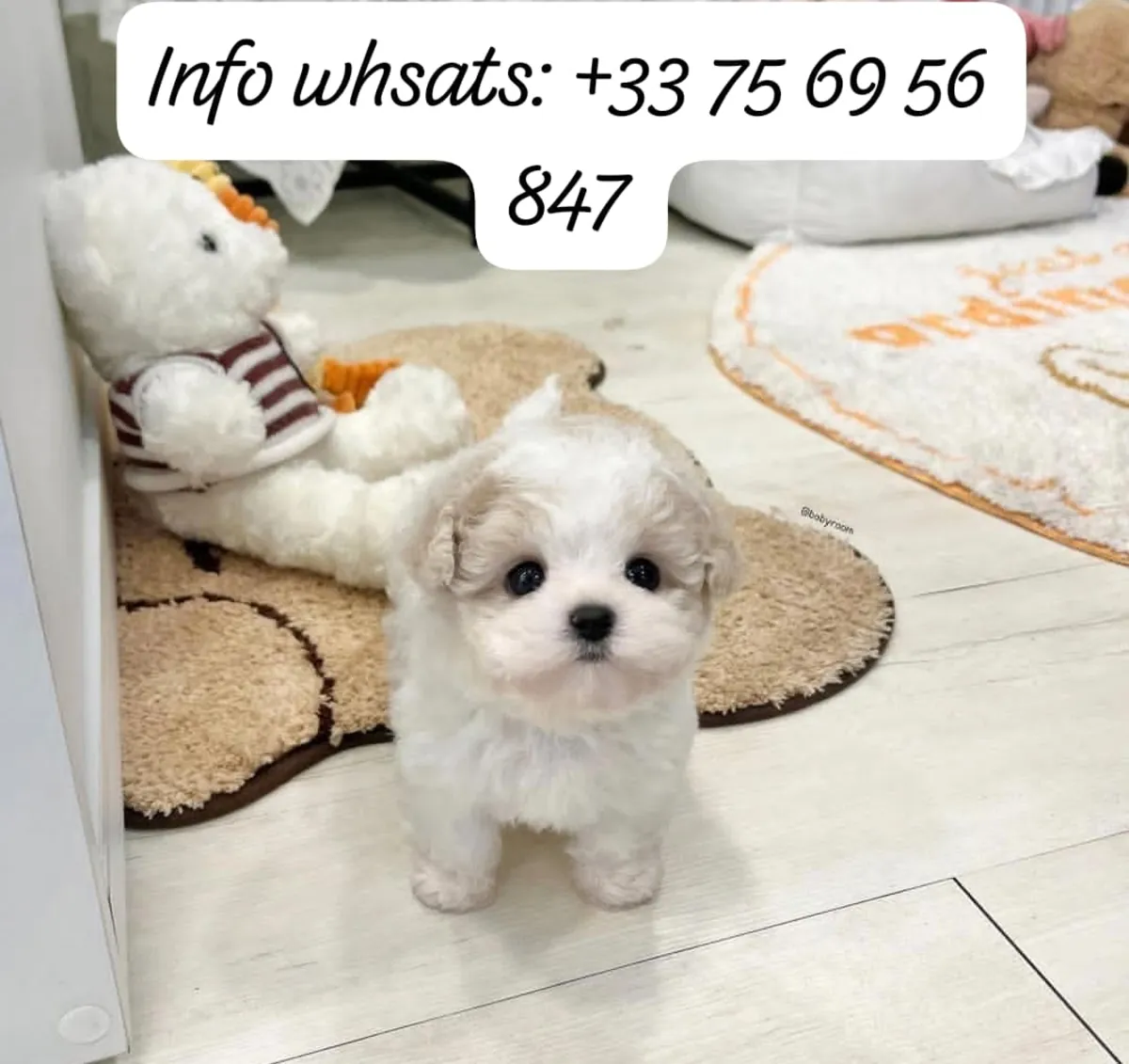 🐶 Tatlı Maltipoo bebekleri sonsuza dek evleri için hazır. Bize mesaj atın! Oyunsever, sevgi dolu Maltipoo p