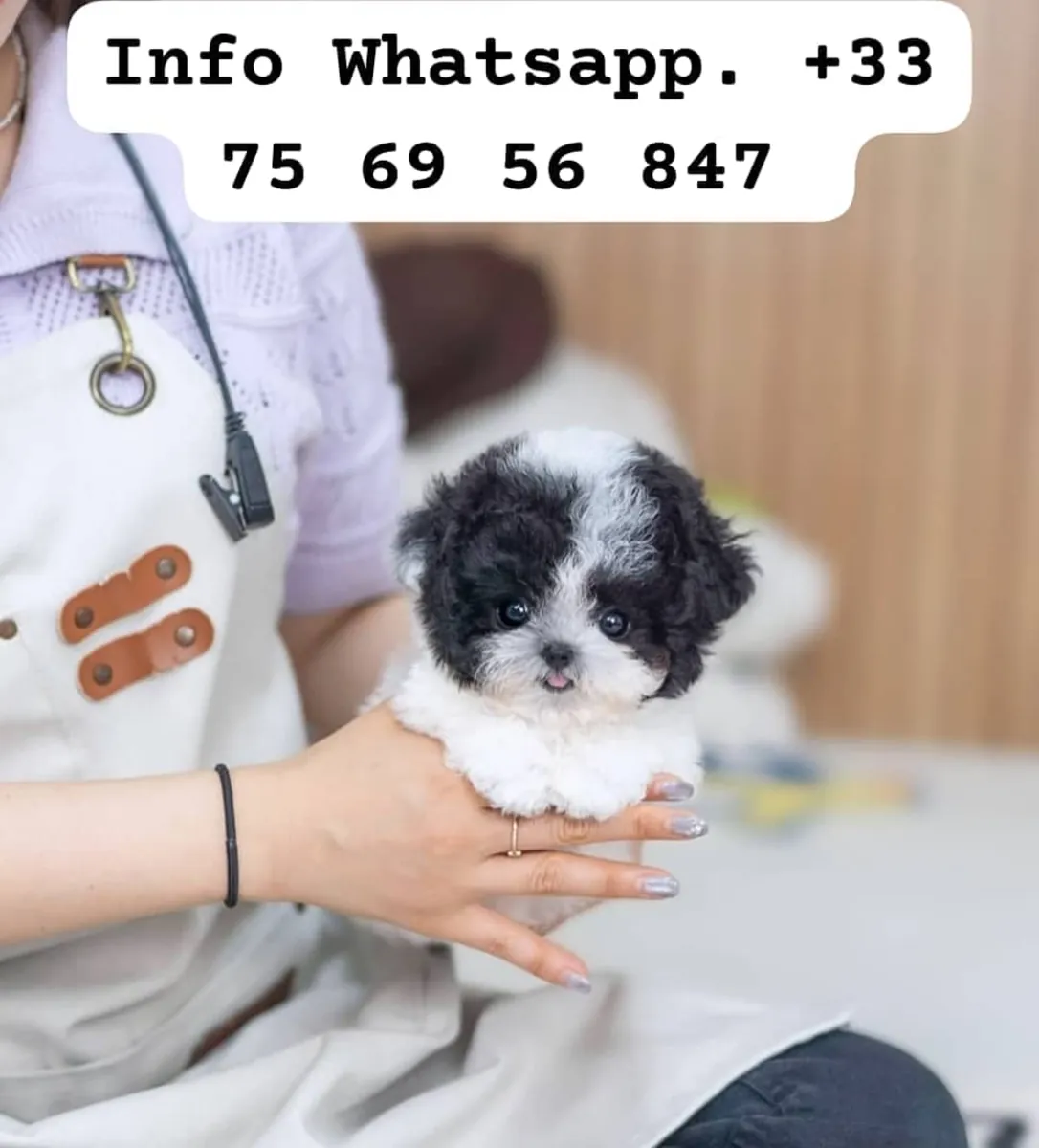 🐾 Очаровательные щенки Мальтипу доступны для присоединения к любящей семье.